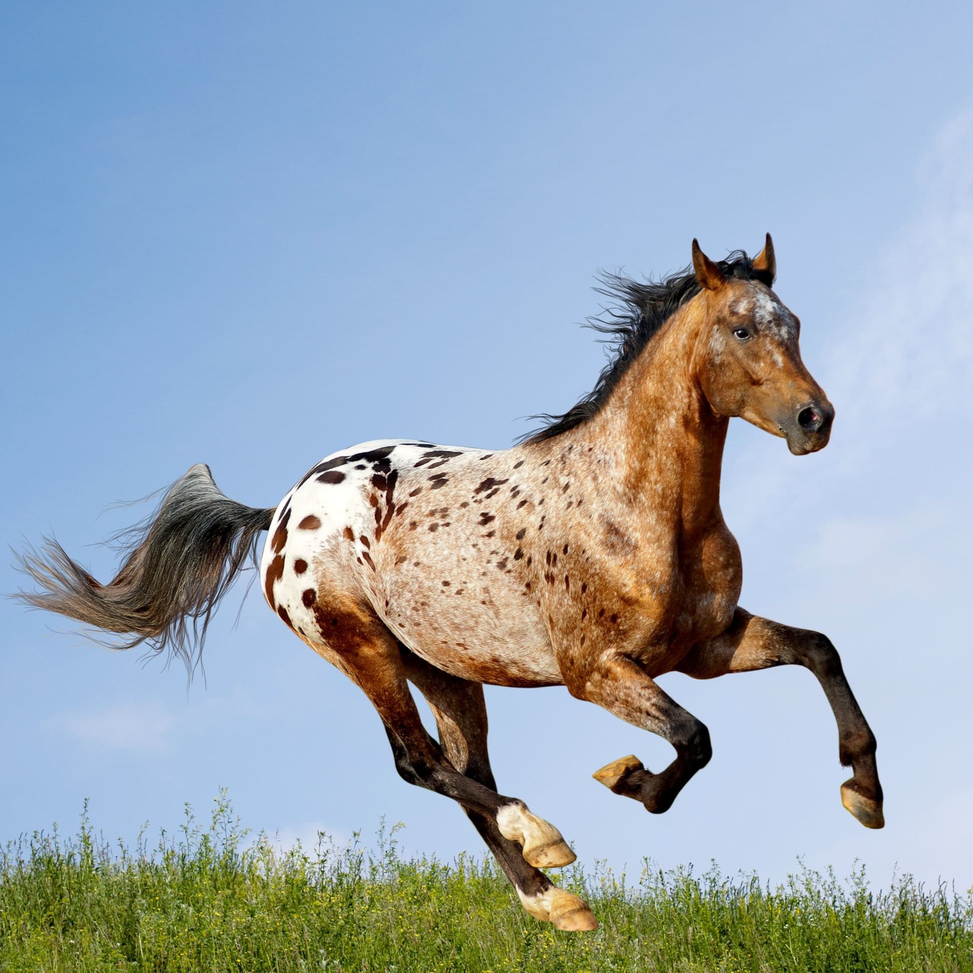 Appaloosa